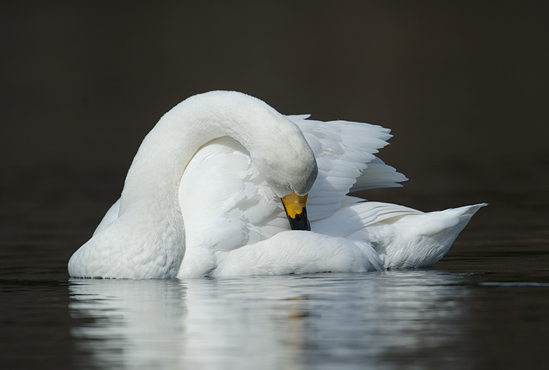 Sangsvane - Whopper swan (Cygnus cygnus) ad. .jpg